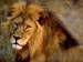 african-lion-male_436_600x450