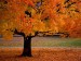 podzimni_barvy_stromu