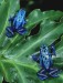 blue_frogs-8144