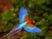 Backgrounds_Windows_7_-_African_parrot