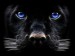 Backgrounds_Windows_7_-_Black_Panther,_Big_cat