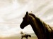 Horse_-_Wallpaper_for_Windows_7