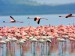 Lake_pink_flamingos