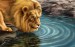 Lion_on_Watering