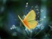 Moth_-_desktop_wallpaper