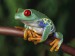 Poisonous_Frog_-_Wallpapers_Windows_7