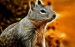 Red_Squirrel