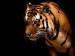 Wallpapers_Windows_7_-_Tiger,_Big_cat