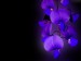 Blue_Orchid_Windows_7