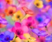Colorful_Flowers_desktop_backgrounds_pictures